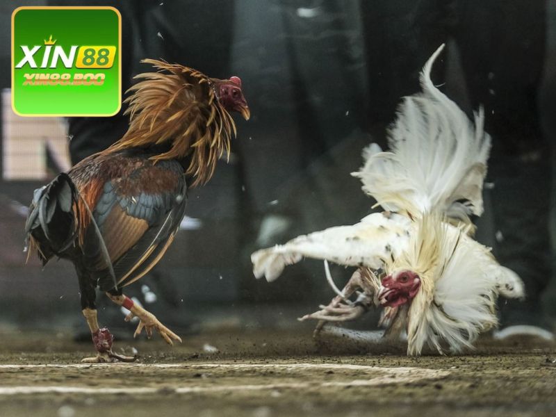 Game đá gà XIN88 là một trong những game được yêu thích nhất hiện nay