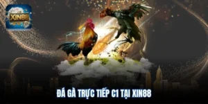 Đá gà trực tiếp C1 tại Xin88
