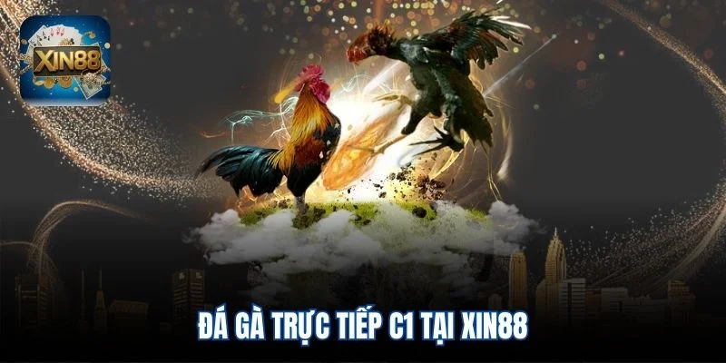 Đá gà trực tiếp C1 tại Xin88