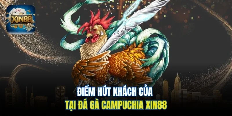 Điểm hút khách của tại đá gà Campuchia Xin88